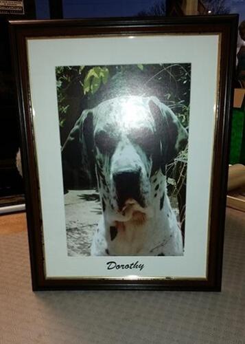 Picture of dog enlarged and framed
